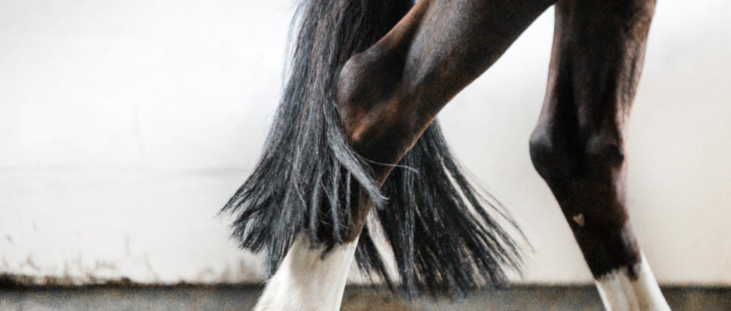 Cola de caballo Horse Tails en movimiento
