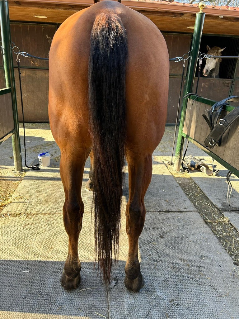 Caballo con la extensión de cola Horse Tails colocada