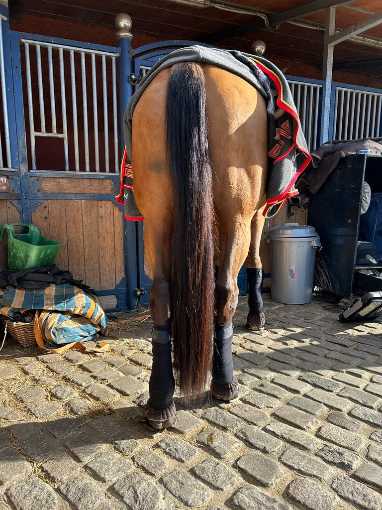 Caballo en la cuadra con la extensión de cola Horse Tails puesta