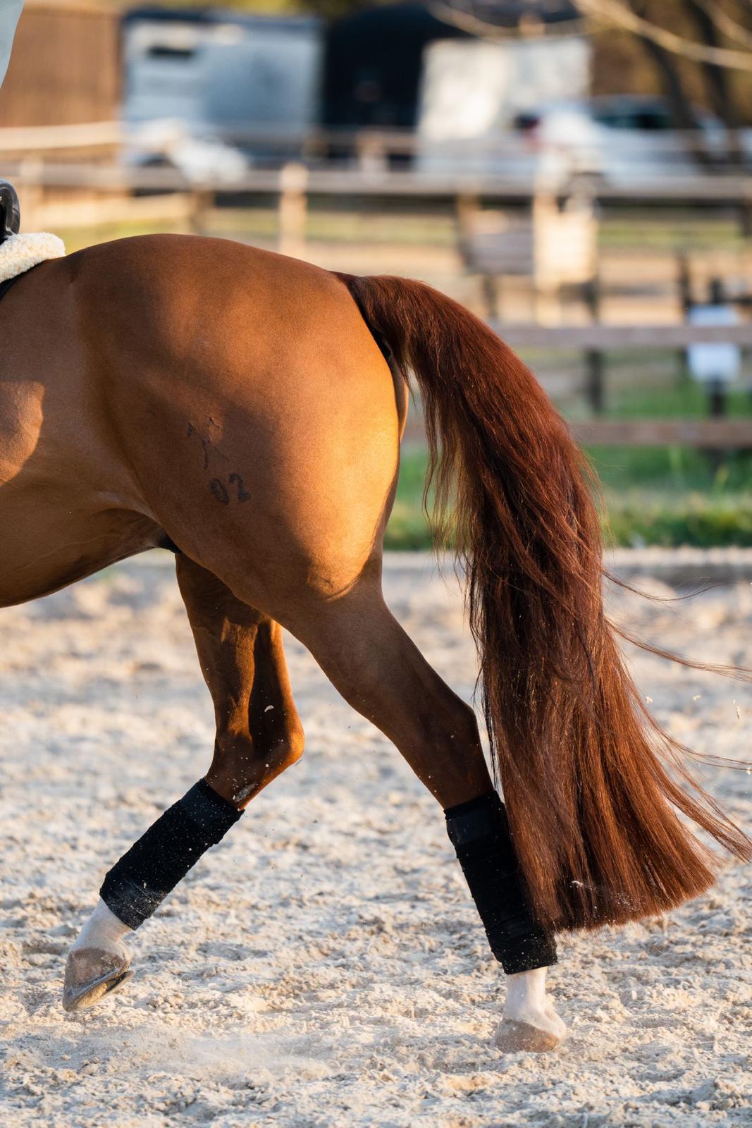 Cola natural de un caballo en la pista