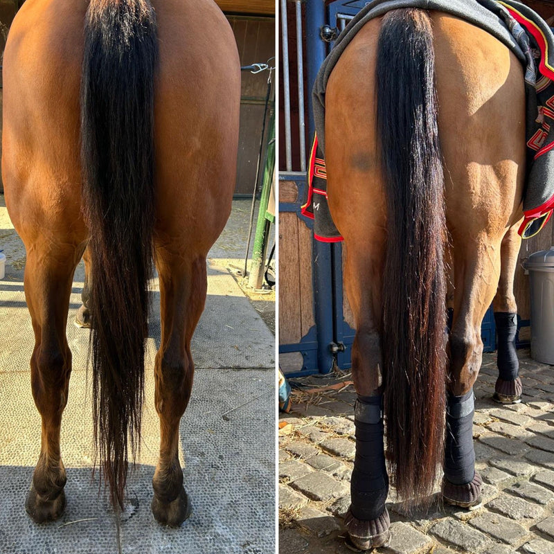 Cola de caballo con extensión Horse Tails, vista desde atrás