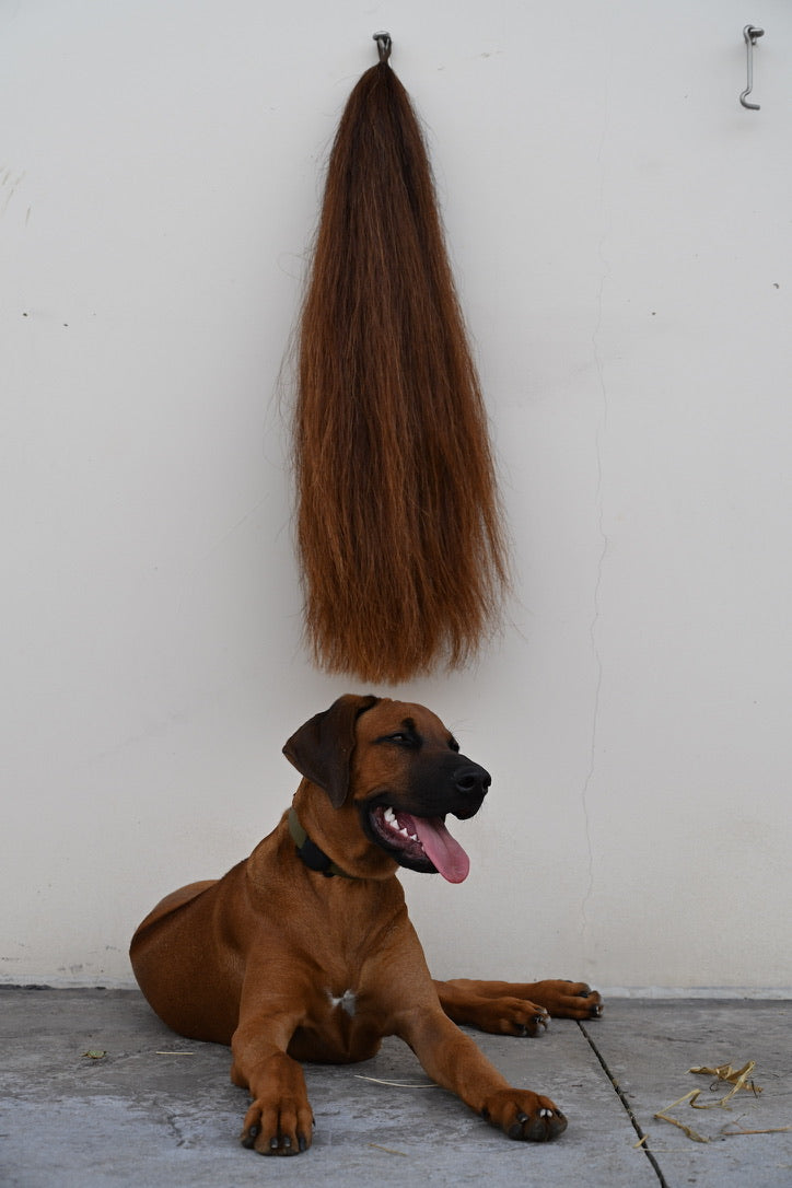 Extensión Horse Tails en tono alazán colgada en la cuadra, con un perro tumbado debajo