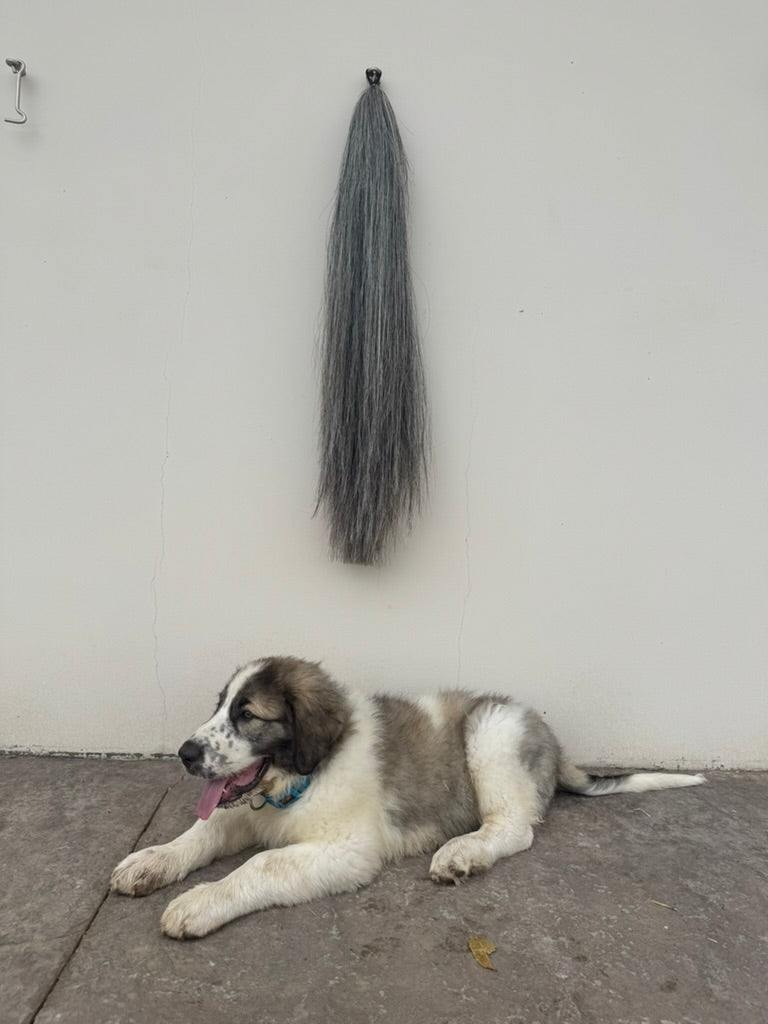 Extensión Horse Tails en tono tordo colgada en la cuadra, con un cachorro tumbado debajo